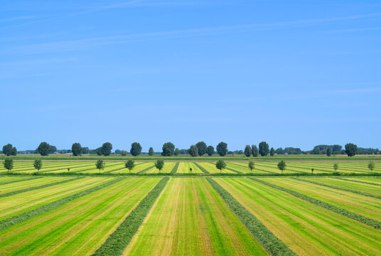 Drying grass in the flat landscape of Overdiepse polder
