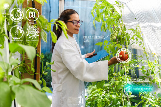 Female scientist analyzes tomato plant data in a greenhouse