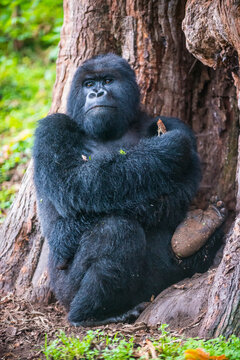 Rwanda, Virunga National Park, portrait of mountain gorilla leaning against tree trunk