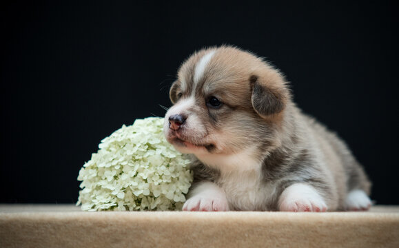 Profile portrait of a newborn Pembroke Welsh Corgi puppy lying next to white hydrangea flowers.