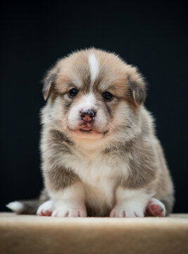 Close-up front portrait of a tiny sitting Pembroke Welsh Corgi puppy on a black background.