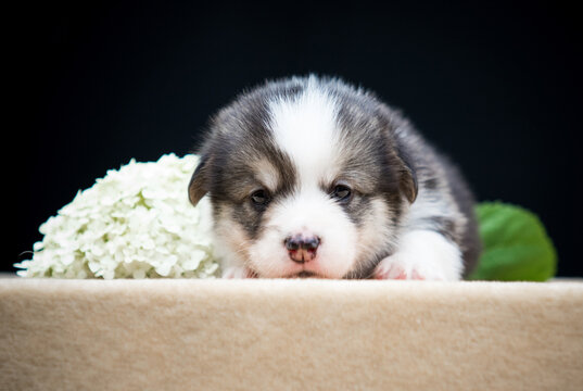 Sleepy newborn Pembroke Welsh Corgi puppy lying next to white hydrangea flowers on a black background.