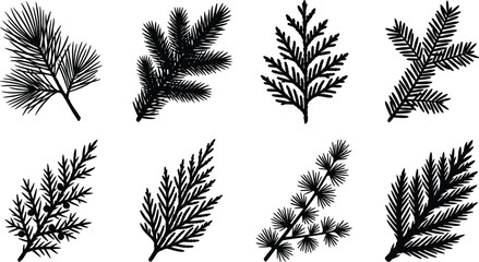 Set of black silhouettes featuring coniferous evergreen tree branches, pine needles, cedar, and fir foliage for design © Asib