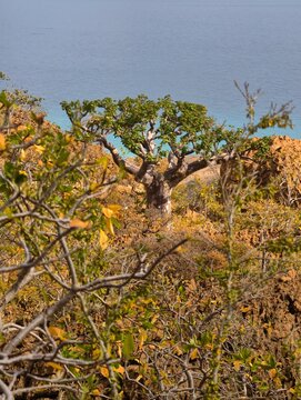 Ancient Desert Rose Tree Overlooking the Arabian Sea