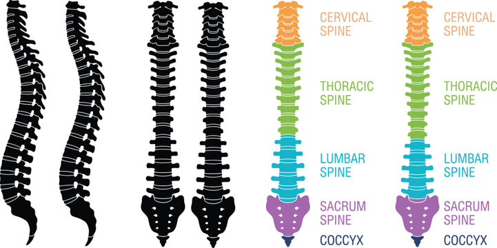Human spine anatomy illustration showing cervical, thoracic, lumbar, sacrum, and coccyx regions with labeled colorful diagram and black silhouette flat vector illustration