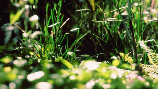 Green grass and various plants are seen growing in a natural setting. Sunlight filters through the leaves, creating a warm and vibrant atmosphere. This scene captures the essence of nature.