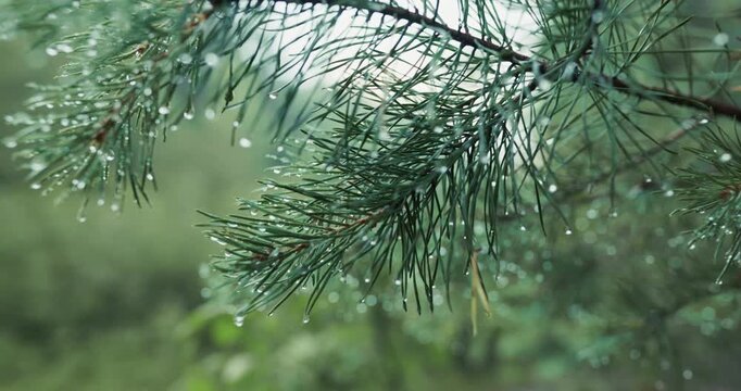 Close up of green pine branches covered with a fresh water droplets
