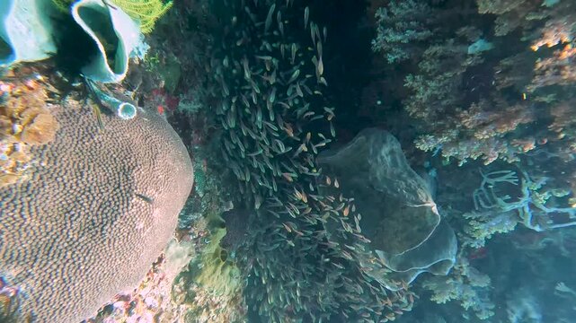 Underwater view dense shoals of damselfish sheltering amongst coral reef in coral triangle region of Timor-Leste, Southeast Asia