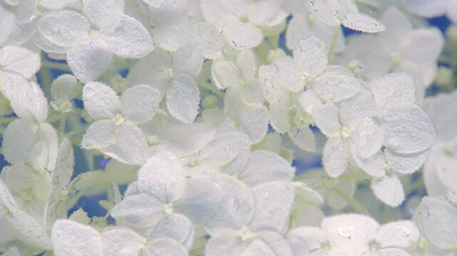 Dense white hydrangea blossoms fill horizontal frame with papery petals, visible veins and tiny droplets, creating soft botanical texture, gentle color and elegant natural garden mood