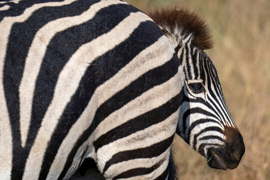 Zebra foal