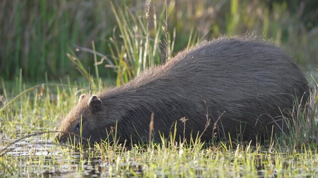 Single capybara stands in shallow marsh water, lowering its head to graze on wet grasses in soft daylight, useful for nature and conservation themes.