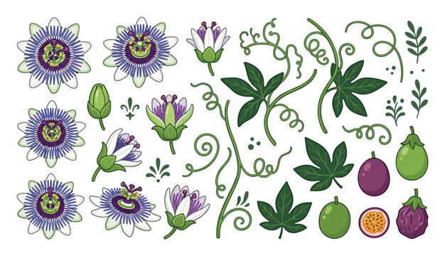 Passionfruit floral vector set with exotic blossoms, leaves and vines