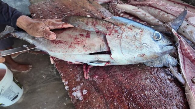 Close-up of an experienced fisherman's hands skillfully cleaning and cutting fresh tuna, highlighting artisanal food preparation techniques.