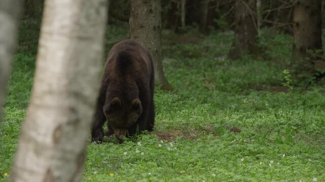 Eurasian brown bear eats in a forest clearing; food drops from its mouth, then it picks it up and continues feeding. Slow motion wildlife behavior, natural habitat.