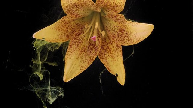 Close-up of upper half of single yellow speckled lily suspended against deep black background with petals open to reveal pale yellow stamens, pollen-coated anthers, and small magenta pistil