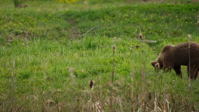 Eurasian brown bear cub sniffs the forest floor, lifts its head and steps back warily, then resumes foraging from a new spot in slow motion wildlife behavior shot.