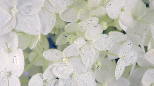 Pale white hydrangea cluster fills close macro frame with layered petals, tiny central buds and sparkling dew droplets, creating soft botanical texture, fresh color and calm natural detail