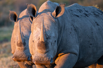 White rhino © PerErik