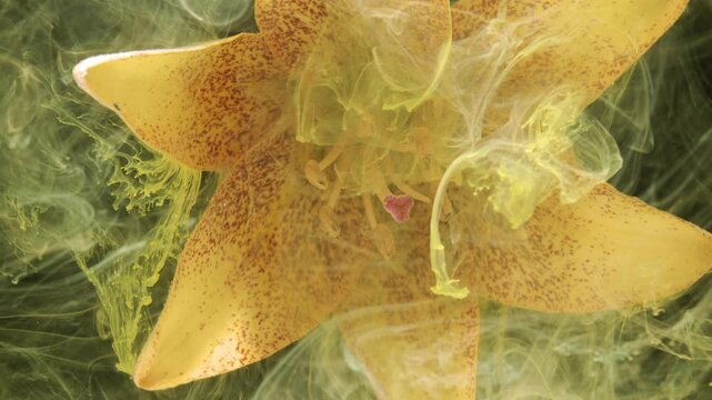 Close up floral motion scene showing yellow spotted lily throat blooming as translucent green yellow wisps fold and reveal curved petals, speckled details, central stamens, and soft natural light