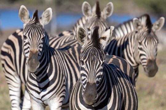 Zebra