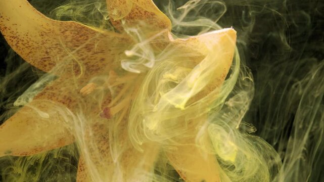 Frontal macro view of yellow lily bloom with translucent yellow green vapor curling, looping and drifting around speckled petals, bright stamen and soft dark background, with lily, bloom, flower