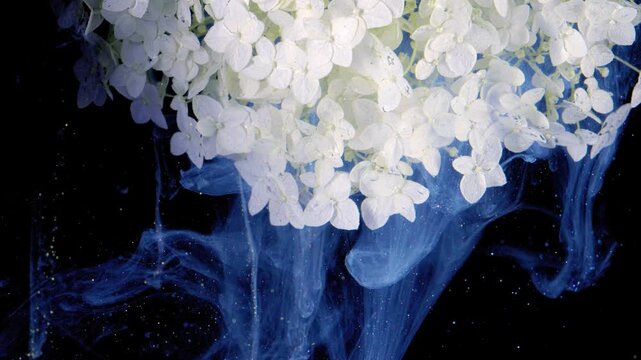 Close-up view of pale white hydrangea blossoms suspended above vivid blue ink ribbons drifting through dark space, with soft curls, billows, and translucent pigment forming elegant contrast and