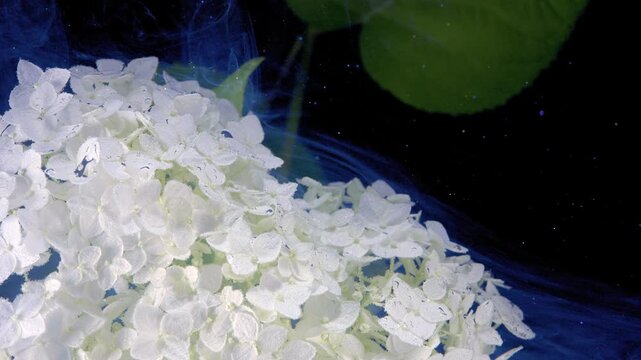 Macro view of white hydrangea blooms with water droplets, dense petal detail, green hints, deep shadow, and blue mistlike background, creating calm ornamental floral contrast for nature themes