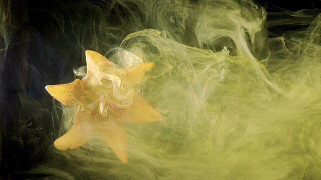 Yellow lily blossom surrounded by dense yellow green smoke, ink like plumes, soft backlight, dark background and flowing organic motion creating mysterious botanical atmosphere, with flower, lily