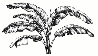 Detailed illustration of banana plant leaves. © Ikhsan