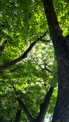 Fototapeta premium Sunlight filtering through vibrant green tree leaves