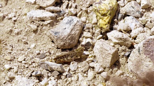 Ein brauner Grash&uuml;pfer auf Nahrungssuche