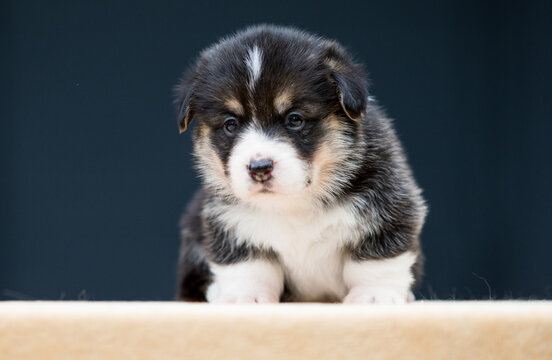 Close-up front portrait of a tiny tricolor Pembroke Welsh Corgi puppy
