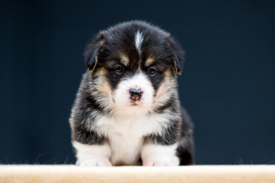 Close-up front portrait of a tiny tricolor Pembroke Welsh Corgi puppy