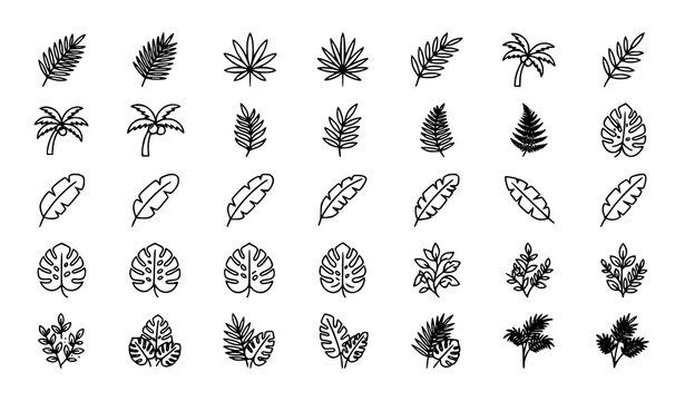 Pine Cone and Conifer Botanical Collection with Branches Leaves and Seeds Vector Illustration Set