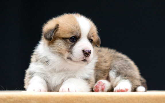 cute red and white Pembroke Welsh Corgi puppy lying