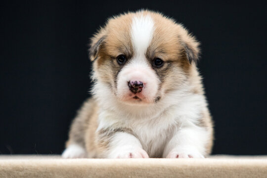 Pembroke Welsh Corgi puppy lying