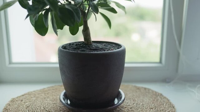 Close up of woman hands putting a new pot with houseplant on a windowsill