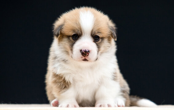 Close-up front portrait of a cute red and white Pembroke Welsh Corgi puppy sitting on a black background.