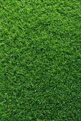 Obraz premium Green grass texture background with dense blades