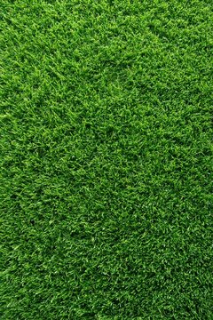 Green grass texture background with dense blades