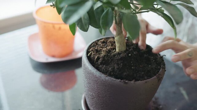 Close up of woman hands pressing fresh soil around houseplant stem