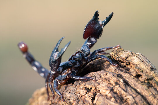 Close-up of a dangerous dark emperor scorpion perched on rough textured tree bark in nature