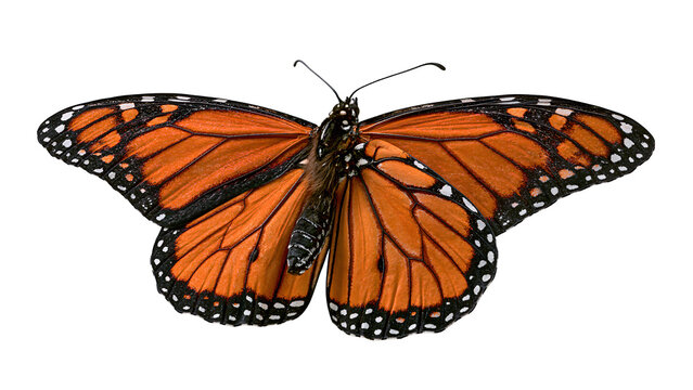 Monarch butterfly on transparent background, orange wings