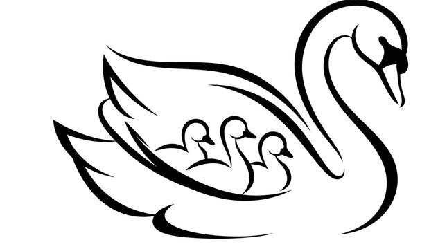Swan family with baby cygnets illustration.