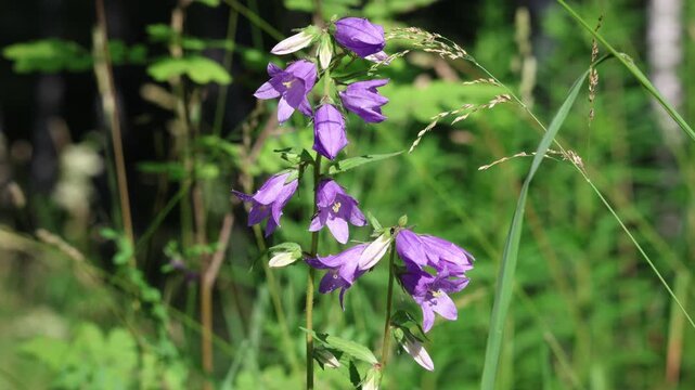 Purple bellflowers swaying gently in summer wind