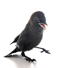 Fototapeta premium jackdaw in studio