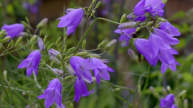 Rundbl&auml;ttrige Glockenblume (Campanula rotundifolia) in einem Garten