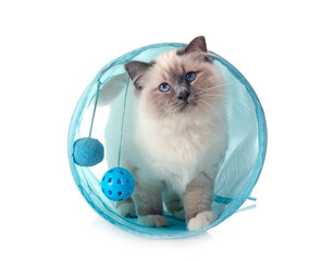 birman cat in studio © cynoclub