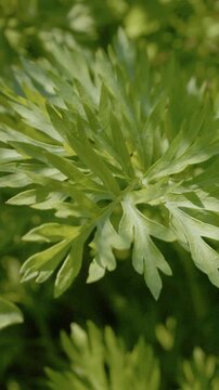 Vertical Screen: This shows a carrot plant growing in a garden. The plant has green leaves and is developing strong roots. It thrives under warm sun and soil.