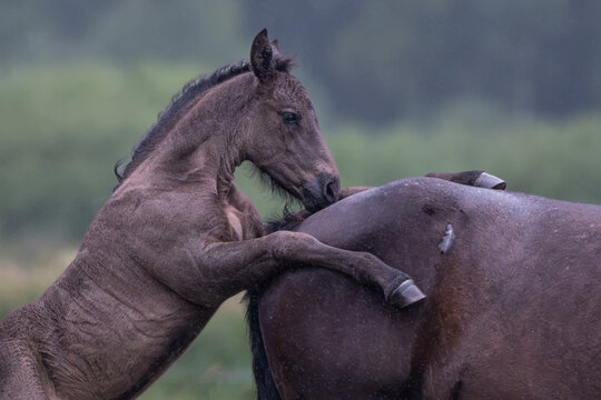 Young foal leaning on an adult horse during rainfall